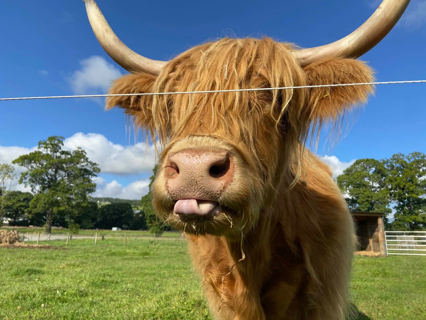 Where to See Highland Cows Near Inverness