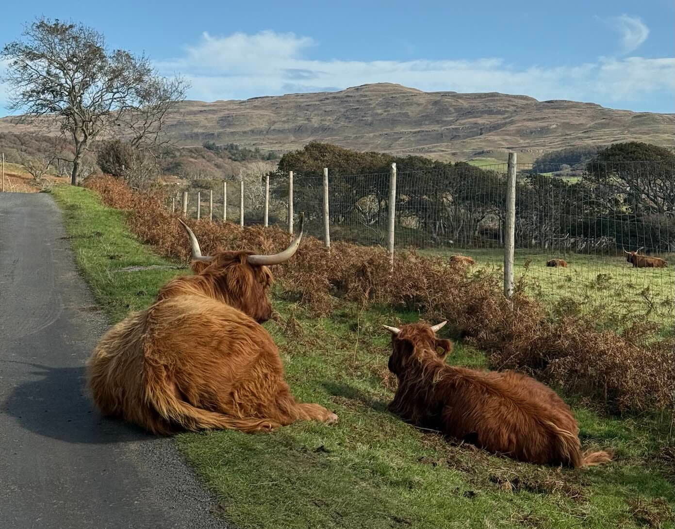 Driving in the Scottish Highlands